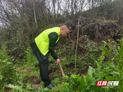 学雷锋 植树美化环境 助力乡村振兴