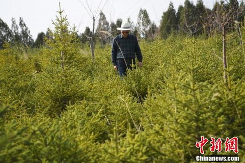 兰州古稀老人20余载植绿25万株