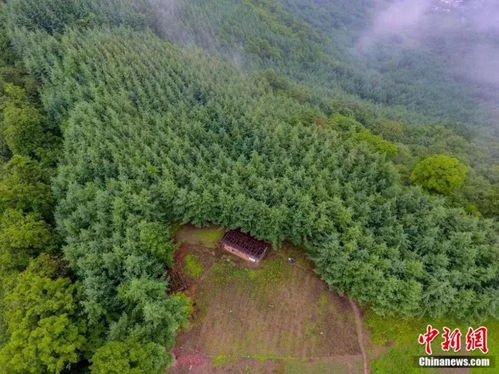 每棵树都是他的命根子, 独腿侠 32年 跪地 造林千余亩