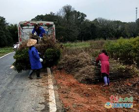 安远县林业局为安远县造林绿化点提供优质苗木