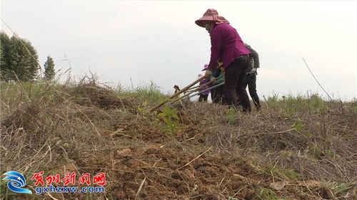 富川 植树造林添绿又致富