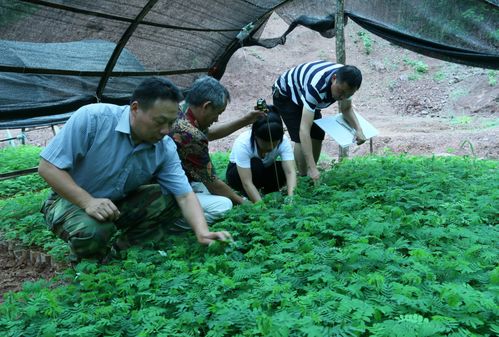 州林草种苗工作站到双柏县检查指导林木种苗 双打 及 双随机 一公开 工作 开展情况