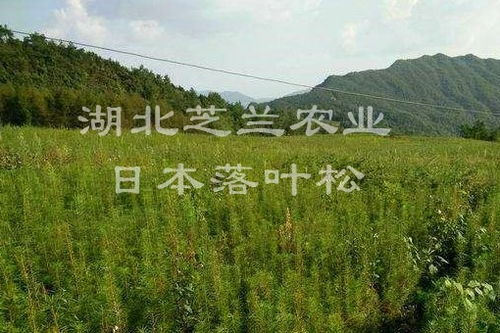 落叶松苗批发洛隆落叶松苗请点击