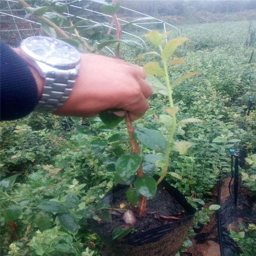 【锦州的木兰蓝莓苗农科院种植基地】- 