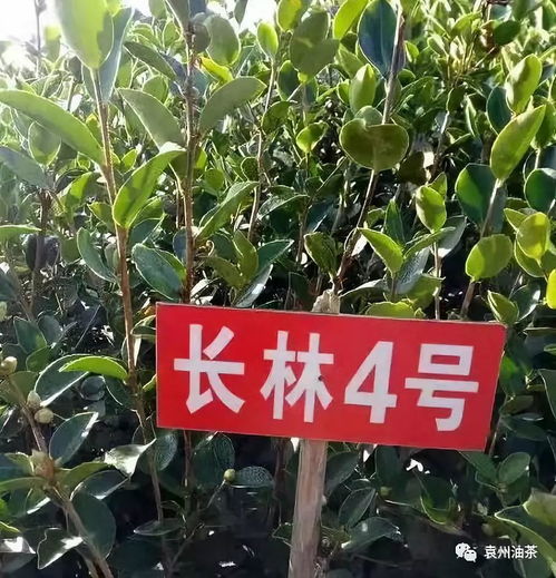 油茶新造林又要开工啦 你已经准备好了吗