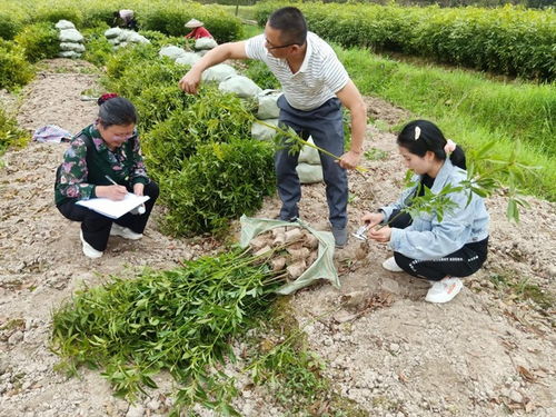 黎平县 强化种苗质量检查确保造林用苗质量