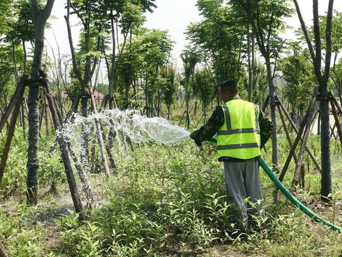 历时三年,上海松江最大造林工程 七廊一片 生态林建设完成