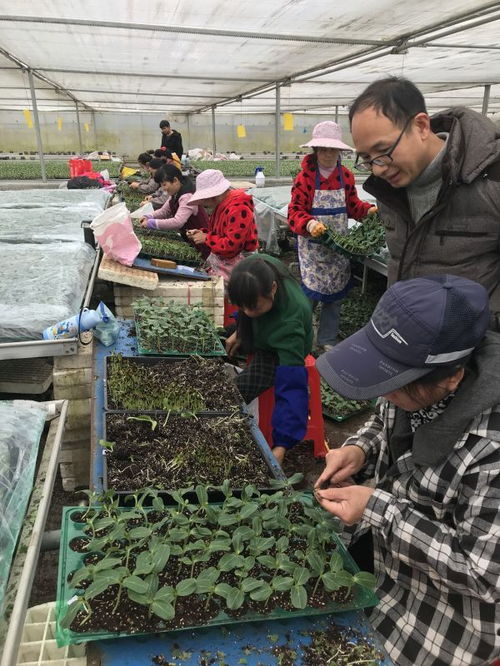 武汉蔬菜花卉种苗工厂化生产标准化试点项目,实施半年多商品苗提高了5 以上