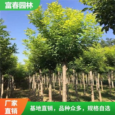 出售白蜡树 沙荒盐碱地造林苗 农田防护林行道树及庭院绿化