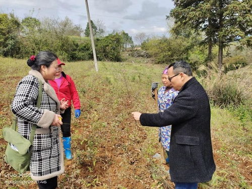 黎平县 强化种苗质量检查确保造林用苗质量