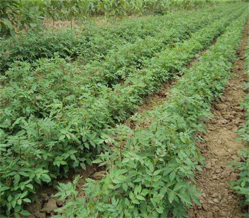 【大红袍花椒苗出售大型花椒苗育苗基地无刺花椒苗】- 