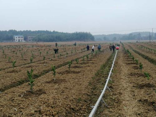 湘潭县中路铺镇 三月春光暖,植树造林忙