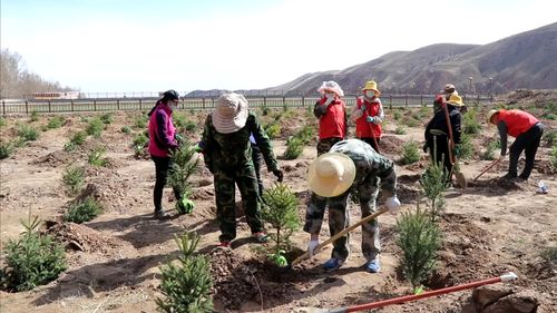 中国 肃南 马蹄藏族乡开展春季植树造林义务劳动